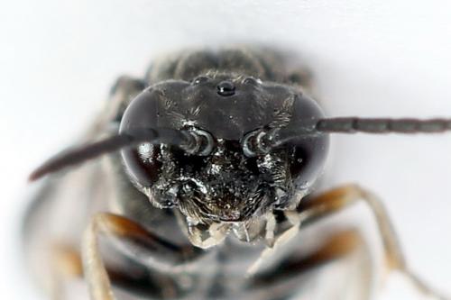 Réf. 223 211 : Periclista lineolata